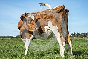 Young cow turning her head to look backwards. Red and white cow from behind, swinging tail, under a blue sky in a pasture