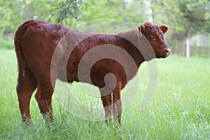 young cow veal calf grazing in green field summer farming agriculture