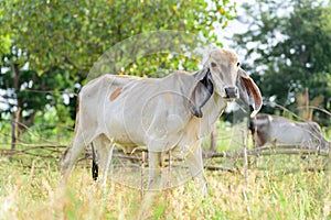 Young cow is walking in a field