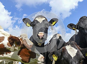 A young cow, wearing anti fly clip, in the middle of a group of cows looks curiously above the other cows