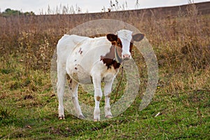 Young cow of white and brown lear in full growth on a pasture_