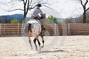 Young cowgirl riding a beautiful paint horse in a barrel racing event at a rodeo.