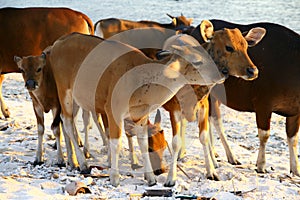 Young cows on the beach