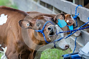 Young cows with blue rope in pen at NJ State country fair in Sussex County