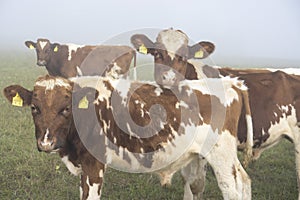 young cows in a field close up