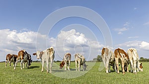 Young cows grazing on row, walking away, rear end view, together and happy, stroll towards the horizon, with blue sky