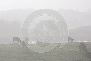 young cows in mist near city of culemborg in the netherlands