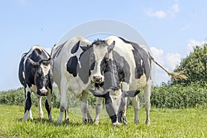 Young cows playing, joyful and happy in a field, group hug on a sunny day