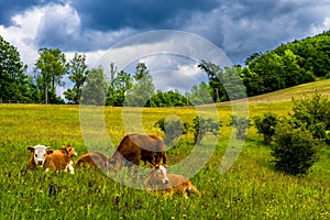 Young Cows Rest On Green Pasture In Rural Landscape In Austria