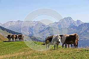 Young cows in the summer in the mountains