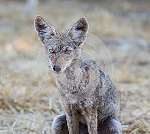 Young Coyote (Canis latrans)