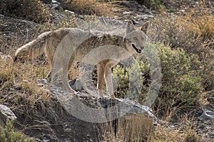Young Coyote Perched and Posing