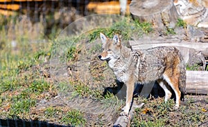 Young coyote portrait on sunny day in natural background