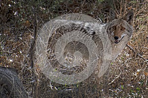 Young Coyote Portrait Through Vegetation