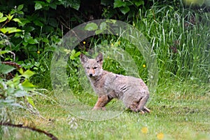Young coyote pup on guard to nearby movement