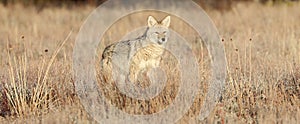 Young Coyote in Sagebrush photo