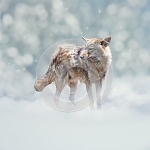 Young coyote walking  in the winter