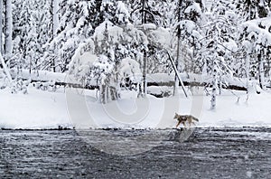 Young coyote walks the shoreline of Madison River during snowstorm.CR2