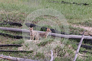 young coyotes  (Canis latrans)  alberta canada