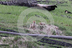 young coyotes  & x28;Canis latrans& x29;  alberta canada