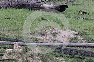 young coyotes  (Canis latrans)  alberta canada