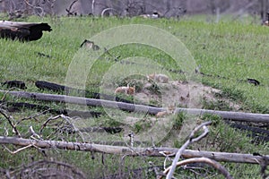 young coyotes  (Canis latrans)  alberta canada