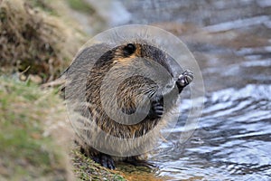 Young coypu, Myocastor coypus, sitting in grass on river bank and cleaning hair on forelegs. Invasive rodent also known as nutria