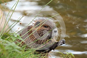 Young coypu, Myocastor coypus, sitting in grass on river bank and cleaning hair on forelegs. Rodent also known as nutria