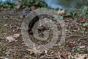 young Coypu or Nutria in the wild