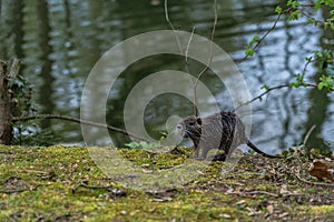 young Coypu or Nutria in the wild