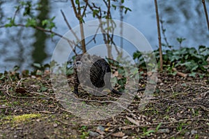 young Coypu or Nutria in the wild