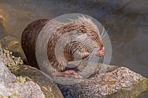 Young coypu sitting on stone