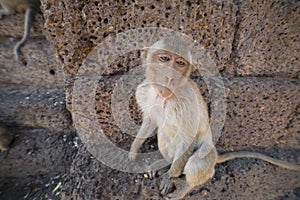 Young Crab Eating Macaque