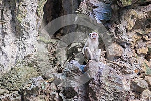 Young Crab-Eating Macaque in Batu Caves, Malaysia.