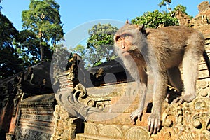 Giovane granchio mangiare macachi scimmie tempio, 