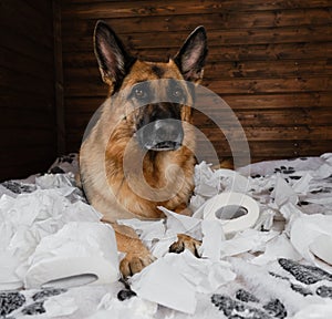 Young crazy dog is making mess at home. Dog is alone at home entertaining by eating toilet paper. Charming German Shepherd dog