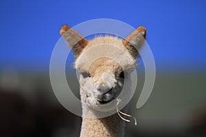 Young Cream Cria Alpaca