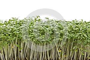 Young cress seedlings