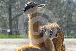 Young cria and a guanaco mother in an enclosure