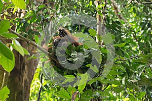 Young critically endangered Sumatran orangutan Pongo abelii in nest in Gunung Leuser National Park, Sumatra, Indonesia photo