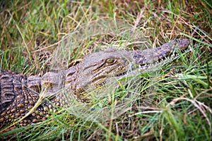 Young crocodile