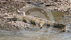 Young crocodile on the bank of a river