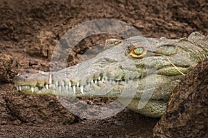 Young Crocodile Close Up