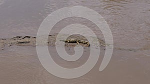 A Young Crocodile Lies On A Sandy Clayey Island In The Muddy Mara River