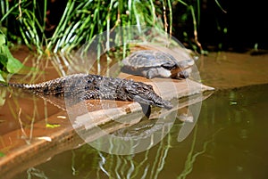Young Crocodile and Turtle