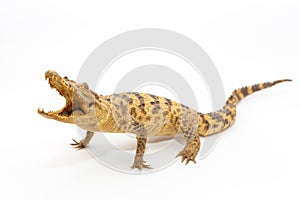 Young Crocodile on white background