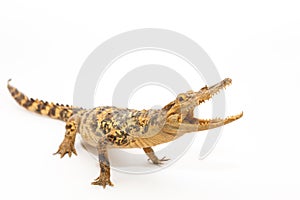Young Crocodile on white background
