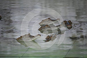 Young Crocodiles in Farm