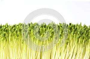 young crop of microgreens growing against a white background