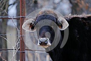 Young crossbred cow face close up